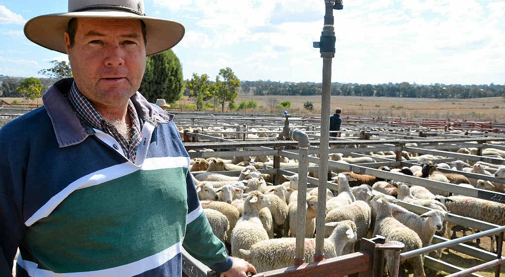 WOOL JUMPS: Wool producer Ian Cullen at the Warwick Sheep Sale. WOOL JUMPS: Wool producer Ian Cullen at the Warwick Sheep Sale.